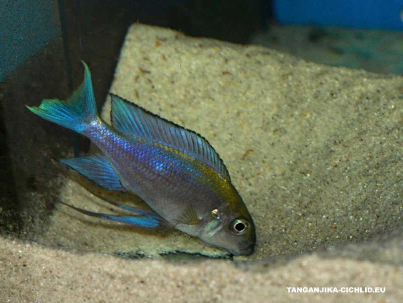 Cunningtonia longiventralis 'Cape Kachese'